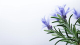 Fototapeta  - Photo of Rosemary flower isolated on white background