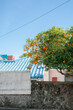 Tangerine tree and country house in Jeju island, Korea