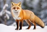 Fototapeta Zwierzęta -  Red fox standing on snow.