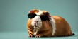 guinea pig wearing sunglasses solid color background minimal