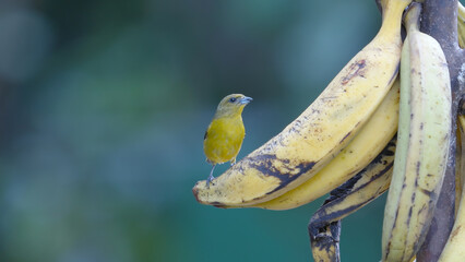 Wall Mural - a female yellow-crowned euphonia on a bunch of bananas in a garden at costa rica