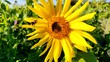 fleissige Biene sammelt Nektar an gelben Blüten, Insekt, Bienen, Bestäubung, fliegen, Honig, Makro, Zeitlupe, Nahaufnahme
