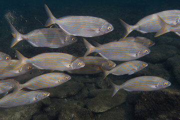 Sticker - Salema (Sarpa salpa) in Mediterranean Sea