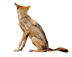  wolf or fox or(Coyote). on a white background