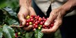 hand holding red coffee beans ready to be harvested, your coffee plantation