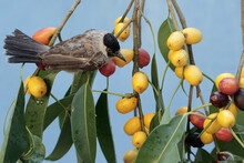 A Sooty-headed Bulbul Is Eating Ripe Ficus Glabella Fruit On A Tree. This Bird Has The Scientific Name Pycnonotus Aurigaster.
