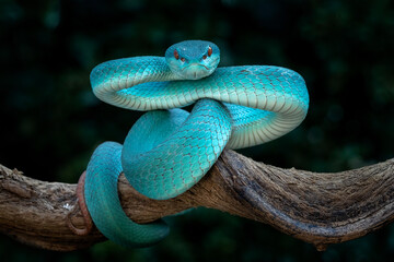 Wall Mural - Blue White Lipped Pit Viper (Trimeresurus insularis) is venomous pit vipers and endemic species and native to Indonesia.