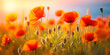 HD poppy field at sunset wallpapers 