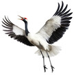 flying red crowned crane isolated on a white background  as transparent PNG