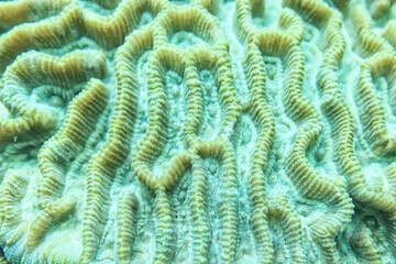 Wall Mural - coral texture underwater background reef abstract sea