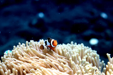 Poster - clown fish on an anemone underwater reef in the tropical ocean