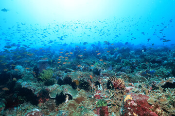 Wall Mural - seascape panorama underwater flock of fish in the water