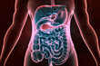 Human digestive system anatomy. 3d illustration..