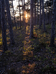 Wall Mural - Sunset in the forest