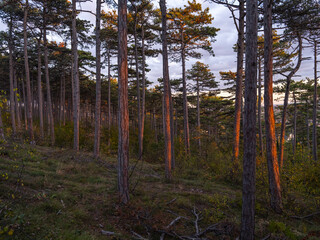 Wall Mural - Sunset in the forest