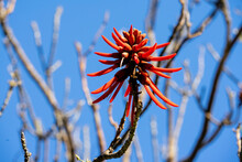 Vivid Red Flowerhead Of A Coral Tree (erythrina) Against Empty Branches And A Clear Blue Sky