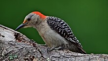 Female Red-bellied Woodpecker Feeding On A Fallen Dead Tree