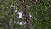 Female Red-bellied Woodpecker Feeding On A Dead Tree