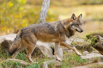 Canvas Print - A European gray wolf is in the forest in autumn