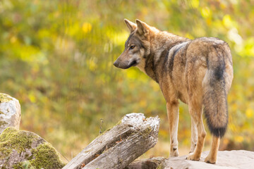 Poster - A European gray wolf is in the forest in autumn