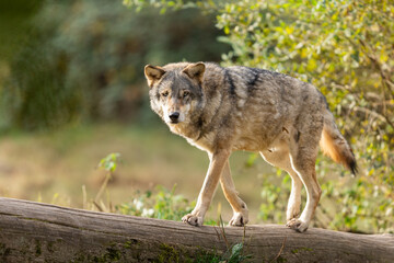 Canvas Print - A European gray wolf is in the forest in autumn