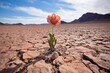 a single blossoming flower in the middle of a desert