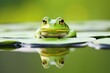 a bullfrog sitting on a lily pad in a serene pond