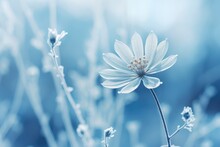 Frozen Flower On Blue Winter Landscape