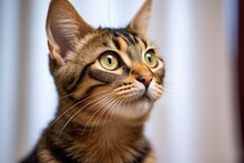 Close-up Of A Cat With Its Ears Pointed Up, Attentive
