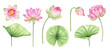 A set of flowers and leaves of pink lotuses. Watercolor illustration. isolated. Chinese water lily. An element for the design of invitations, movie posters, fabrics and other items.