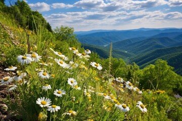 Sticker - blooming wildflowers on a mountainside in spring