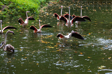 Wall Mural - Pink flamingo in the water. The flamingo has water drops on it.