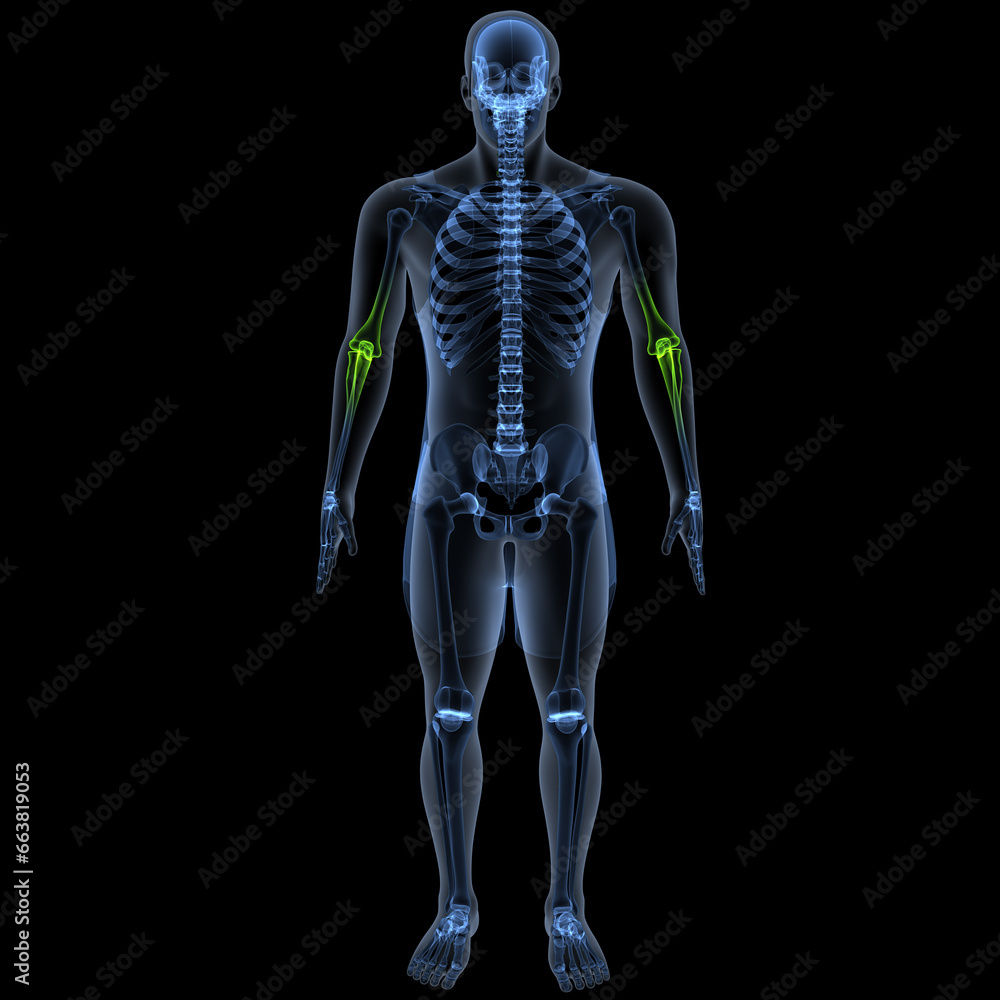 human skeleton femur,tibia,fibula,sacrum and spine,vertebrae anatomy ...