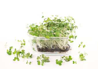 Poster - Healthy food concept, growing greenery, small business. Boxes with mustard microgreens, super food.