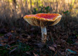 © HollandPhotostock.nl - Hulshorsterzand, Gelderland