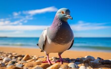 Photo Of A Pigeon On The Beach