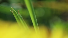 Closeup Spring Detail Flower Yellow Green Background