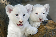 African White Lion Cub - Panthera Leo