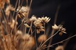 A detailed view of a bunch of dried flowers. This image can be used to add a rustic touch to home decor or as a symbol of nostalgia in a vintage-themed design.
