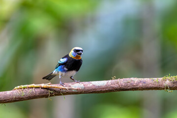 Wall Mural - Golden-hooded tanager (Stilpnia larvata) is a medium-sized passerine bird. La Fortuna, Volcano Arenal, Wildlife and birdwatching in Costa Rica.