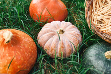 Autumn Harvest Mood. Colorful Ripe Pumpkins On Green Grass In Autumn Garden. Thanksgiving And Halloween Background.