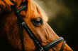 A close-up portrait of a sorrel horse wearing a bridle during the summer season. The image highlights the details of the horse's features and conveys the theme of equestrian sports.