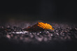 Dry leaf on the ground. Dry autumn leaf closeup.