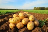 Fototapeta Do akwarium - Freshly dug potatoes on the field in the countryside. Selective focus, Freshly picked potatoes on farmer field, healthy organic produce, AI Generated