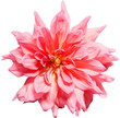 Dahlia flowers, isolated png format photo without background
