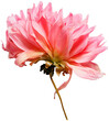 Dahlia flowers, isolated png format photo without background