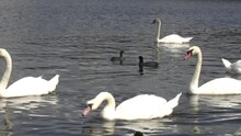 White Swans On A Lake