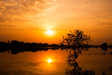 Wall Mural - sunset at the lake with tree silhouette. beautiful nature background.