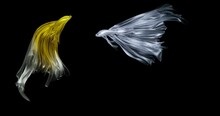Gold And Silver, White Fighting Fish Swimming Together Or Fighting. On A Black Background. Beautiful Pets Types Of Aquatic Animals. Small Beautiful Fish Unique Long Fin 3D Rendering