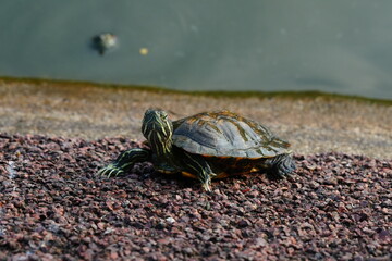 Poster - Baby Red Eared Slider Habitat| turtle|紅耳龜	